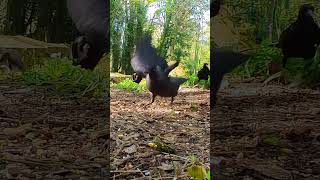 Seriously Fast Cautious Jackdaw / Trail Cam / Cemetery Wildlife 4K