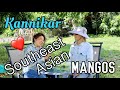 Kannikar loves Southeast Asian Mangos!