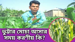 ভুট্টার মোচা আসার সময়টা গুরুত্বপূর্ণ | Maize Plants