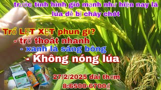 Gió mạnh như hiện nay trổ LẸT XẸT phun gì?không gây nóng lúa trổ nhanh vào gạo cực mạnh.