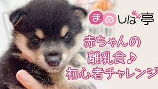 赤ちゃんの離乳食✨初心者チャレンジ！！しつけトレーニング！毎日ハッピーなまめしばおチビたちのブログ・vlog