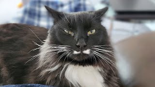 Sweetest tuxedo cat purring on my lap to brighten my day