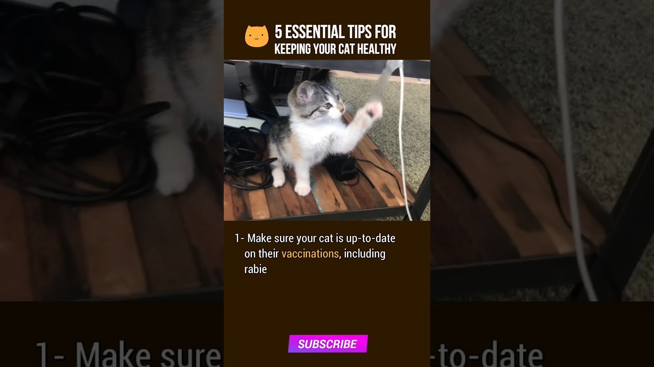 5 Essential Tips For Keeping Your Cat Healthy Cat Cathealth Shorts