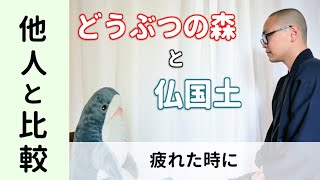 【サメに説法】「どうぶつの森」の世界でも他人と比較してしまい疲れる人へ【法話】