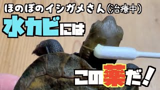 【イシガメ飼育】水カビの治療はこれだ！新しい治療法はじめました。