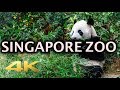 Singapore Zoo Animals Tour 4K