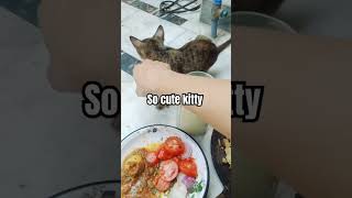 pov; cute kitty #riffattahira #roti #salad #minivlog