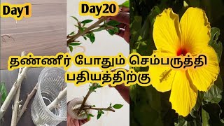 செம்பருத்தி செடி தண்ணீரில் முளைக்க வைப்பது எப்படி| How to grow hibiscus cuttings in water tamil