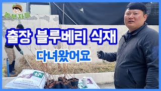 전원주택, 일반 주택 텃밭에 블루베리 심는 법, 출장 식재 다녀왔네요