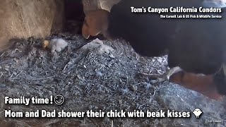 Tom's Canyon Condors🐦Family Time!😊Mom \u0026 Dad Shower Their Chick With Beak Kisses🐥2022-05-16