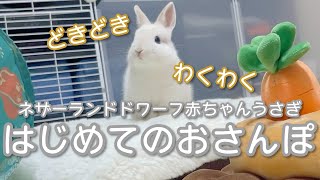 【ネザーランドドワーフ】生後1ヶ月の赤ちゃんうさぎさんが初めてお散歩する様子が可愛すぎる＜お迎えしてから1週間が経ちました＞