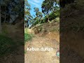 Kebun Durian Bukit Gantang