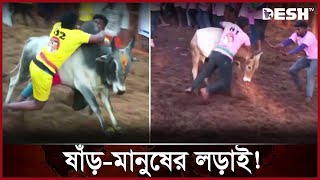 পাগলা ষাঁড় যে ঠেকাবে, সেই হবে বিজয়ী! | Cow Fest | Desh TV