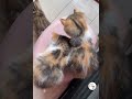 Latest Cute Kitties Videos Cute Pets Shorts Clips Compilations 😺😘😘 -EPS1188 #cutenessoverload