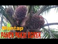 Panen Sawit pokok Tinggi Pakai Egrek Tajam Panen Jadi lebih mudah dan cepat @Warno8162