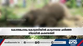 Elephant found dead in Kothamangalam | കോതമംഗലത്ത് കാട്ടാന ചരിഞ്ഞ നിലയിൽ