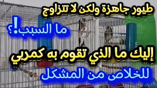 تزاوج الحسون في القفص | الطيور جاهزة لماذا لا تتم عملية التزاوج؟ |  #birds #الحسون #goldfinch #مقنين