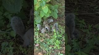 Baby Squirrels and their Mama Chillaxing #shorts #vancouver #wildlife #canada #canadalife