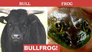 The American Bull Frog: 7 facts everyone should know!