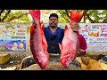 KASIMEDU 🔥 SPEED SELVAM | BIG RED SNAPPER FISH CUTTING VIDEO | IN KASIMEDU | FF CUTTING 🔪