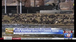 How weather impacts Canada Geese migration and populations