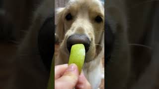 青りんごvsゴールデンレトリバー🐶🍏  Funny Dogs! #shorts #ゴールデンレトリバー #犬 #goldenretriever #dog #わんこ #いぬ #犬のいる暮らし