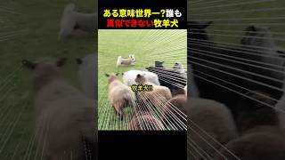 ある意味世界一？誰も真似できない牧羊犬 #ほっこりショート