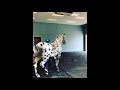 incredible appaloosa horses and foals compilation