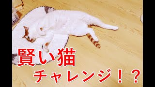 賢い猫チャレンジ！？賢い猫は壁に手をつくらしい？