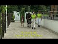 veulenveiling dronten 39 ulina b m frankie lee x san remo