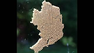 Insect Eggs Hatching On Window Pane