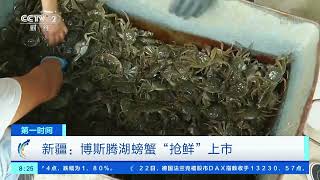 [第一时间]新疆：博斯腾湖螃蟹“抢鲜”上市|CCTV财经