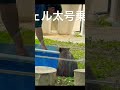 6.10 フクちゃんお庭のコウちゃん劇場　 ウォンバット 五月山動物園 コウちゃん 藤井風 藤井風くんウォンバットコラボ fuliikaze