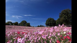 恋まぼろし（前川清）Cover.MS