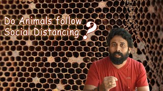 Do Animals Follow Social Distancing? || സാമൂഹ്യ അകലം മനുഷ്യമാരിൽ മാത്രമോ ??