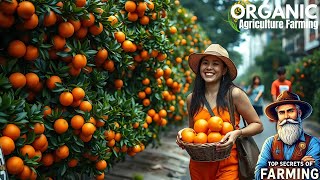 Orange Farming, Harvesting, and Juice Production: How Oranges Go from Farm to Factory