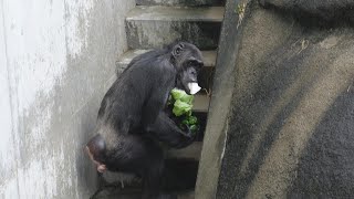 食いしん坊チェリー　浜松市動物園　チンパンジー　202410