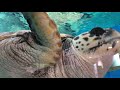 【名古屋港水族館】やたら映りたがりのウミガメ