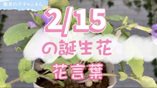 2/15の誕生花と花言葉【園芸のぶチャンネル】【２月】【１５日】【ガーデニング】【雑学】【トリビア】【ムラサキハナナ】