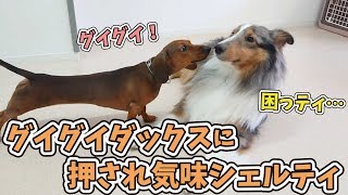 ぐいぐい来るダックスに押され気味シェルティ 🐶ひみつきちなう！②🐶 2019年11月15日