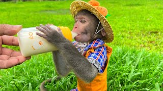 Baby monkey Bim Bim eats watermelon with duckling | Old moments