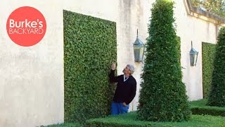 Burke's Backyard, Creeping Fig