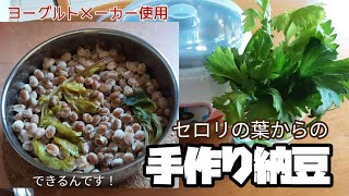 【手作り納豆】ヨーグルトメーカーを使って納豆を作る！市販の納豆がなくても大丈夫！セロリの葉からでも最高の納豆ができました。