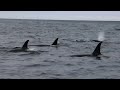 知床でたくさんの野生のシャチに出会いました！killer whales in shiretoko【北海道hokkaido】