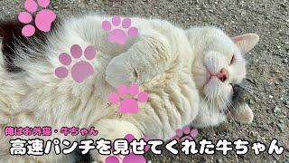 高速パンチと、頭脳プレーを見せてくれた牛ちゃん！