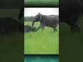 when an elephant teases a bull