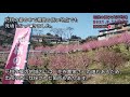 埼玉 東秩父村 花桃の郷 2021.3.19時点 開花状況🌺