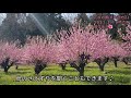 埼玉 東秩父村 花桃の郷 2021.3.19時点 開花状況🌺