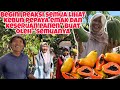 BEGINI REAKSI SEMUA LIHAT KEBUN PEPAYA EMAK DAN PANEN