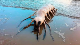 Ce qu'ils ont trouvé sur une plage en Californie a choqué tout le monde